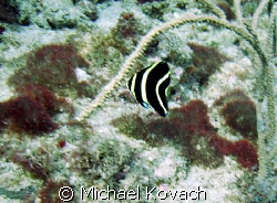 Juvenille Angel Fish on the inside reef at Lauderdale by ... by Michael Kovach 